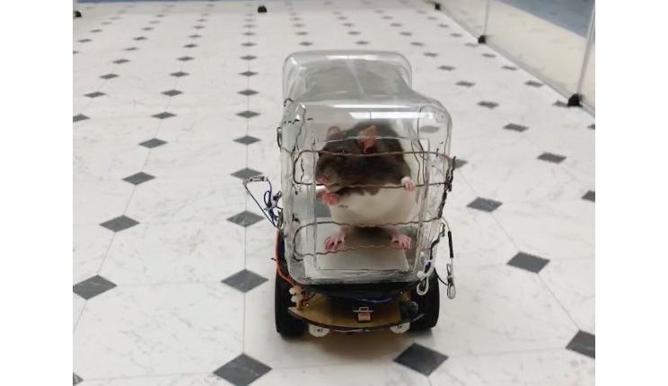 Rats driving (2)