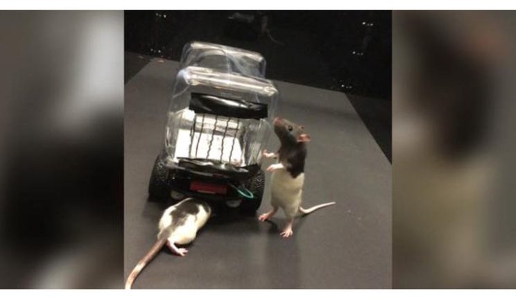 Rats driving (4)