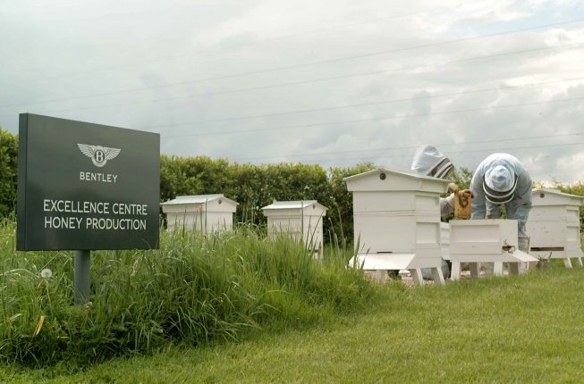 ’مركز التميُّز لإنتاج العسل‘ لدى بينتلي أصبح يحوي مليون نحلة عاملة