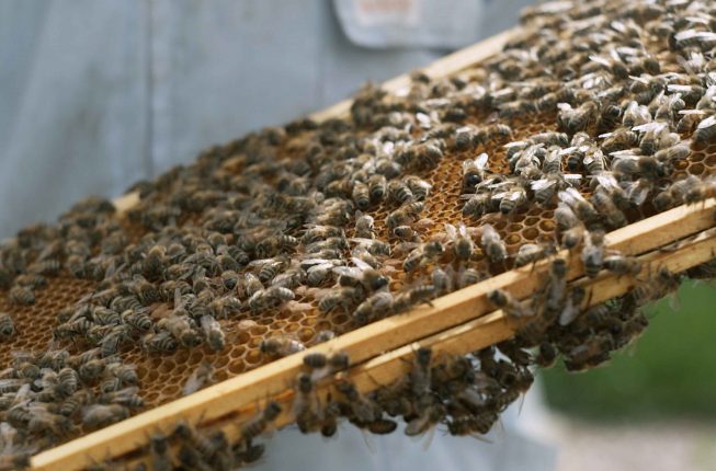 ’مركز التميُّز لإنتاج العسل‘ لدى بينتلي أصبح يحوي مليون نحلة عاملة